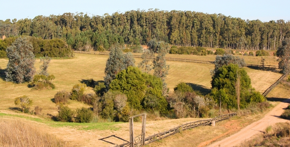 Información de CHACRAS RN3055 de inmobiliaria IGNACIO RUIBAL en el barrio ZONA RURAL 
 Chacra de 3 has en Medellín, a 1km de la entrada de Jose Ignacio. Un producto único e irrepetible, arboles, laguna interna, vista clara al mar, a la laguna y un hermoso atardecer. 
No dude en consultar. 